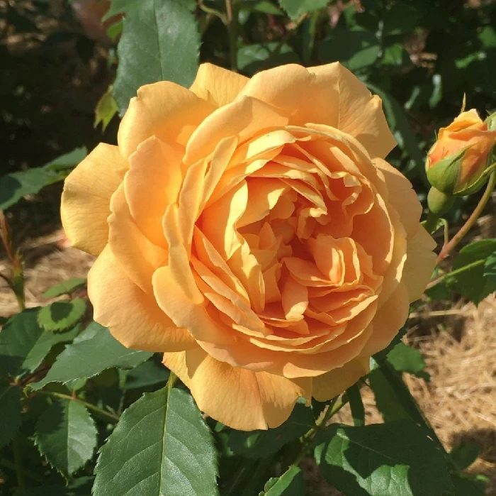 Голден Селебрейшн